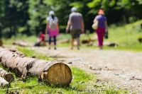 Wandeling door Vijverberg