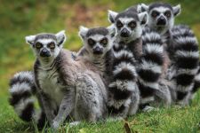 1/6 Samen naar Burgers Zoo (6 - 24 jaar)