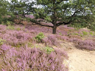heide in bloei